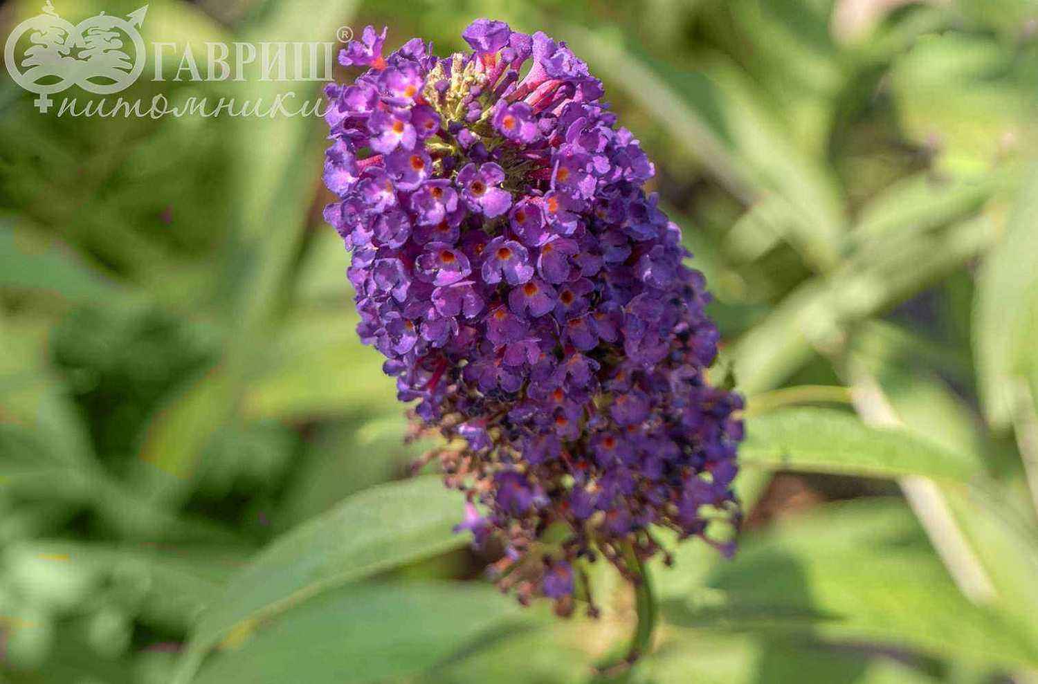 Буддлея Давида Black Knight