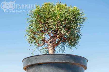Купить сосна горная varella деревья и растения