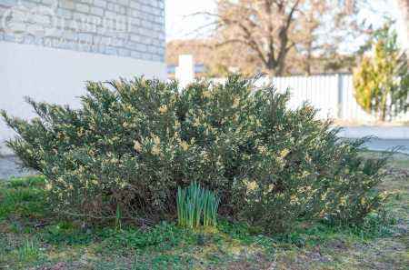 Купить можжевельник казацкий variegata деревья и растения