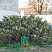 Купить можжевельник казацкий variegata деревья и растения