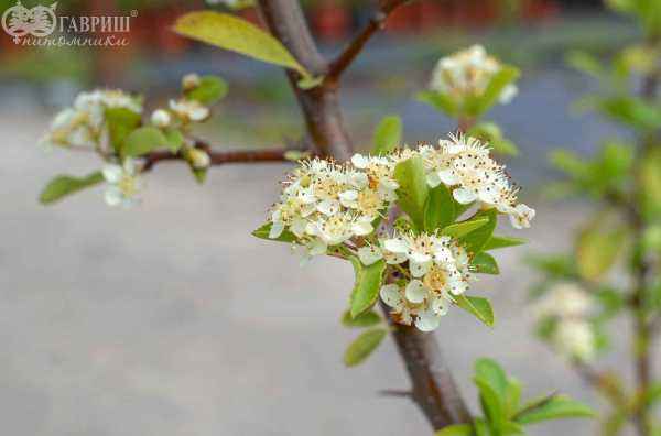 саженцы Пираканта Red Column
