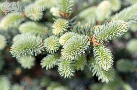 Купить ель колючая glauca globosa деревья и растения