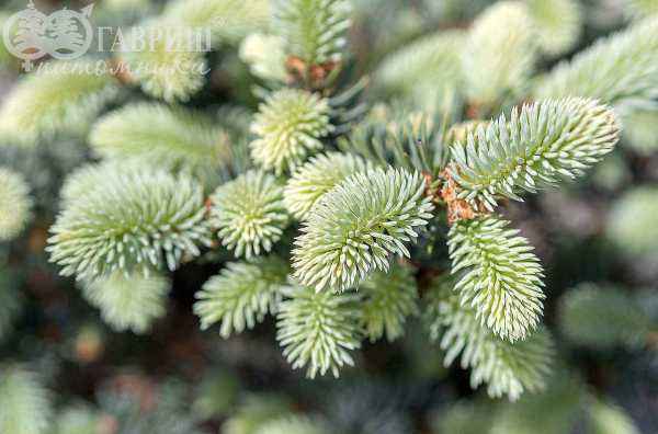 Купить ель колючая glauca globosa деревья и растения
