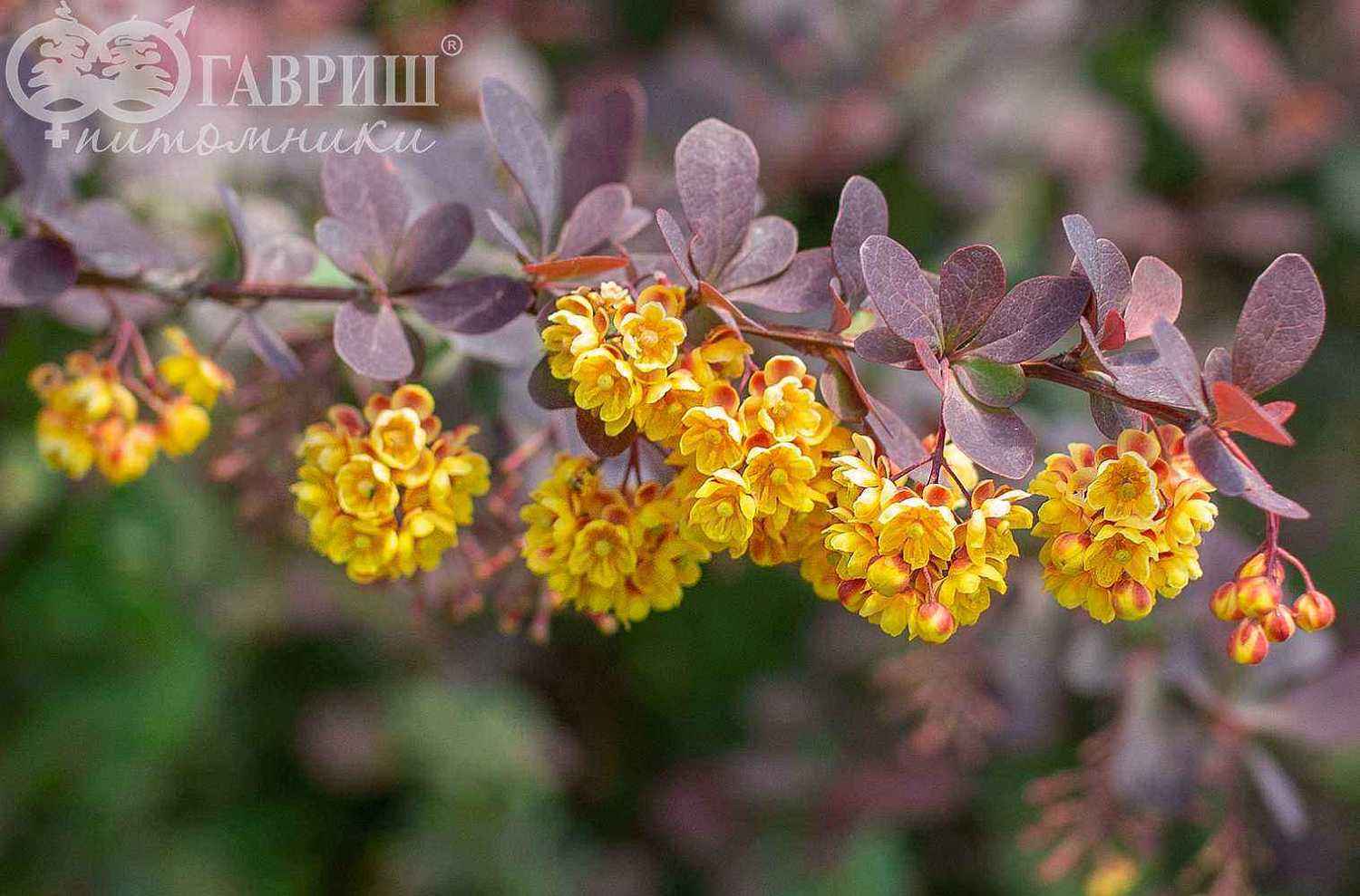 Барбарис Оттавский Superba