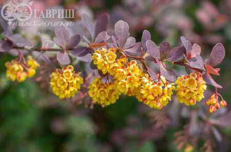 саженцы Барбарис Оттавский Superba
