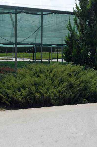 Купить можжевельник казацкий mas деревья и растения