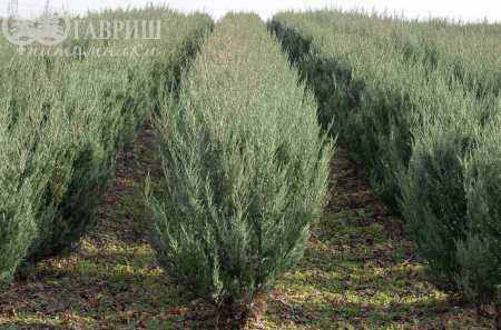 Купить можжевельник скальный moffat blue деревья и растения