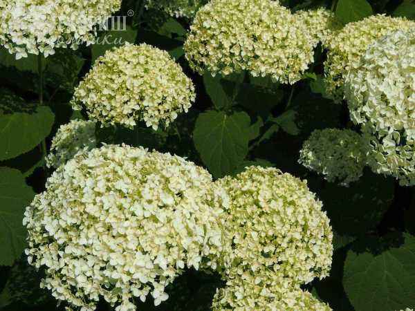 саженцы Гортензия древовидная Annabelle