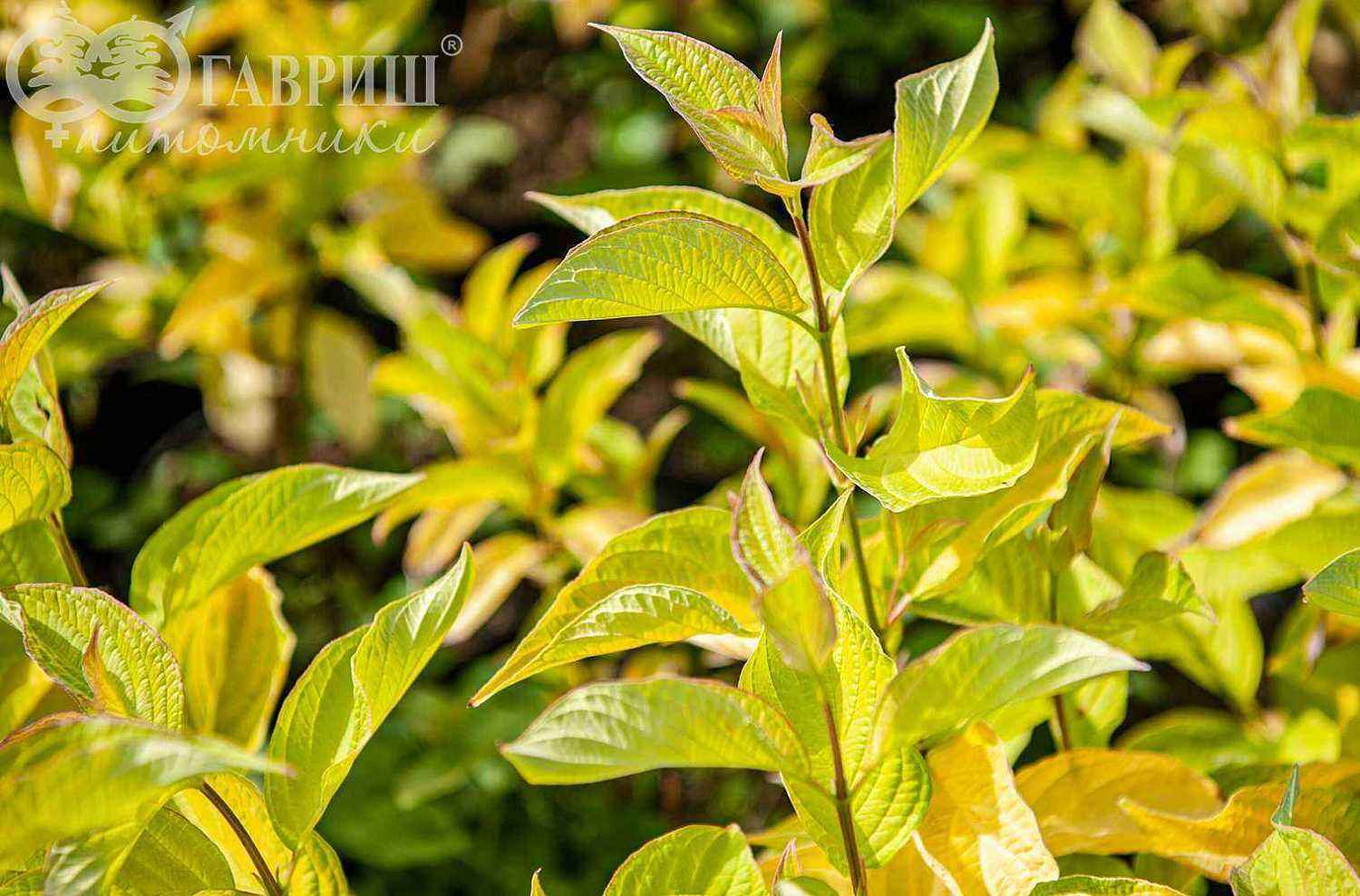 Дерен белый Aurea