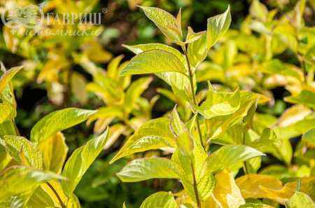 саженцы Дерен белый Aurea