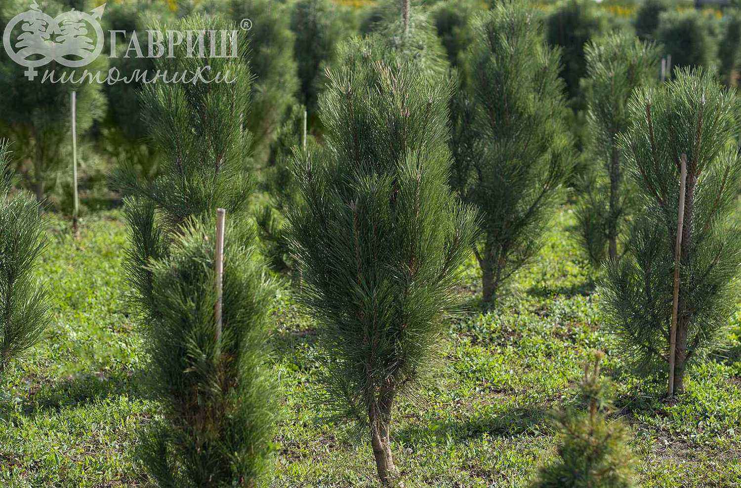 Сосна черная Green Tower