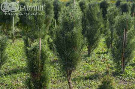 Купить сосна черная green tower деревья и растения