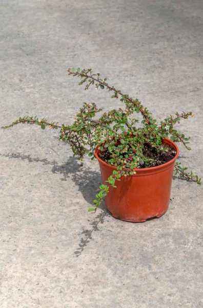 саженцы Кизильник лежачий Queen of Carpet