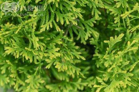 Купить туя западная maria деревья и растения