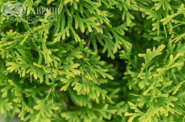Купить туя западная maria деревья и растения