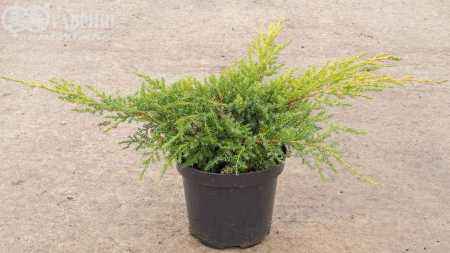 Купить можжевельник средний gold kissen деревья и растения