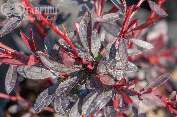 саженцы Барбарис Тунберга Red Chief