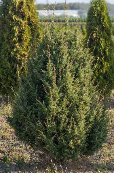 Купить можжевельник обыкновенный suecica деревья и растения