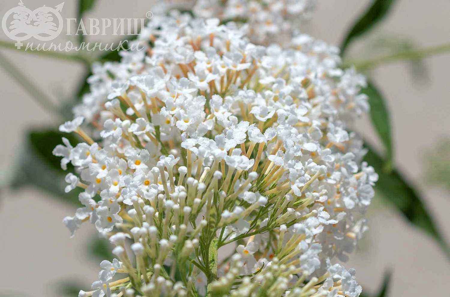 Буддлея Давида White Ball