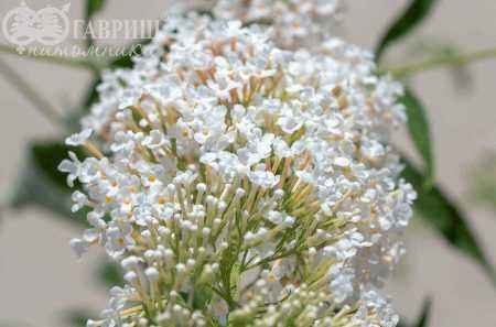 саженцы Буддлея Давида White Ball