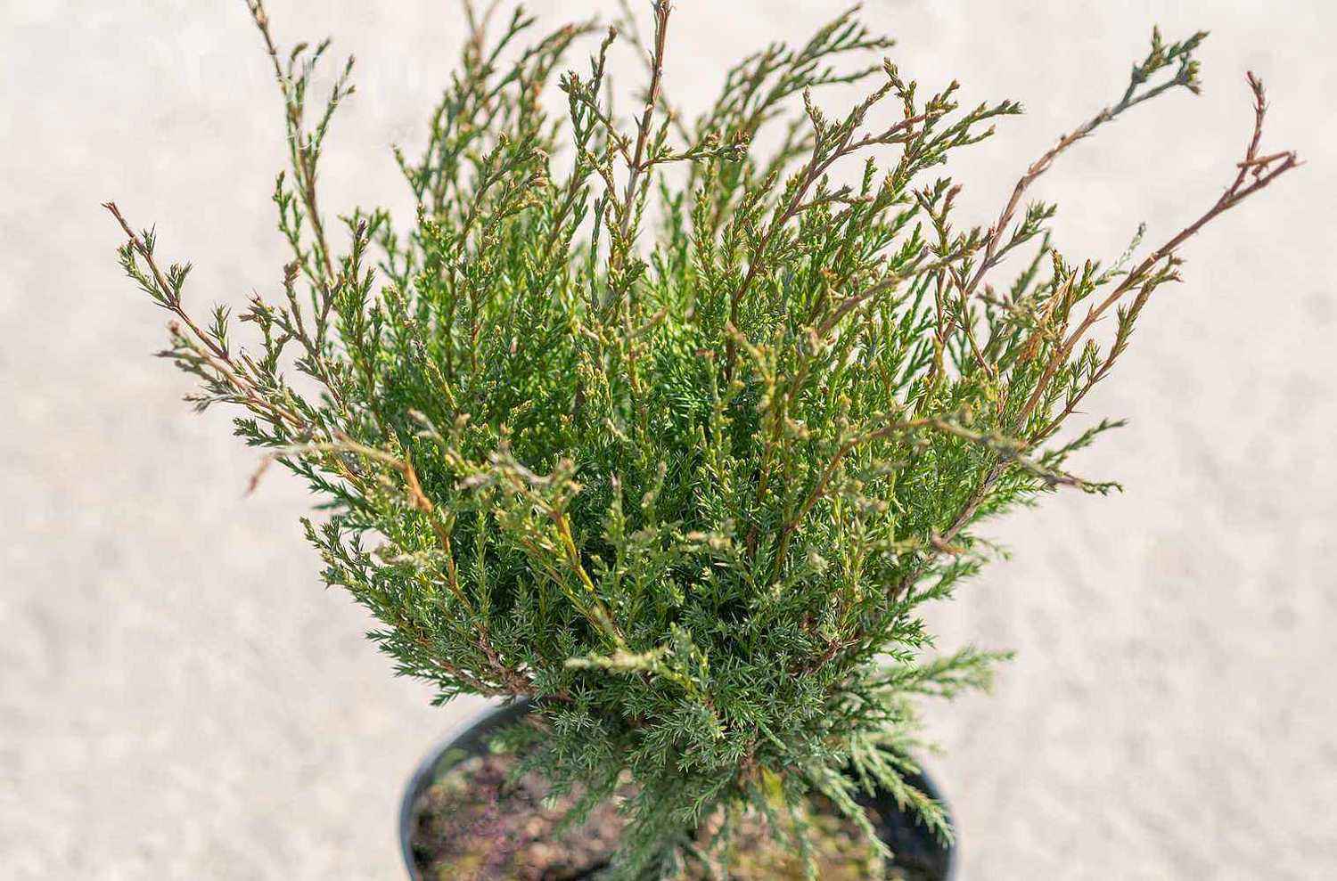 Можжевельник казацкий Hicksii