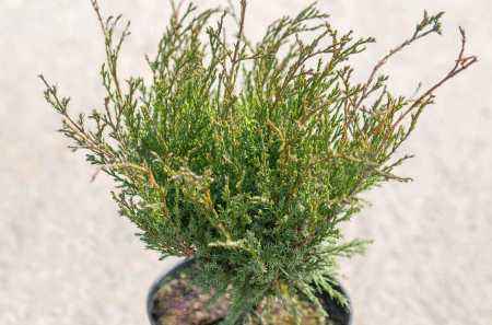 Купить можжевельник казацкий hicksii деревья и растения