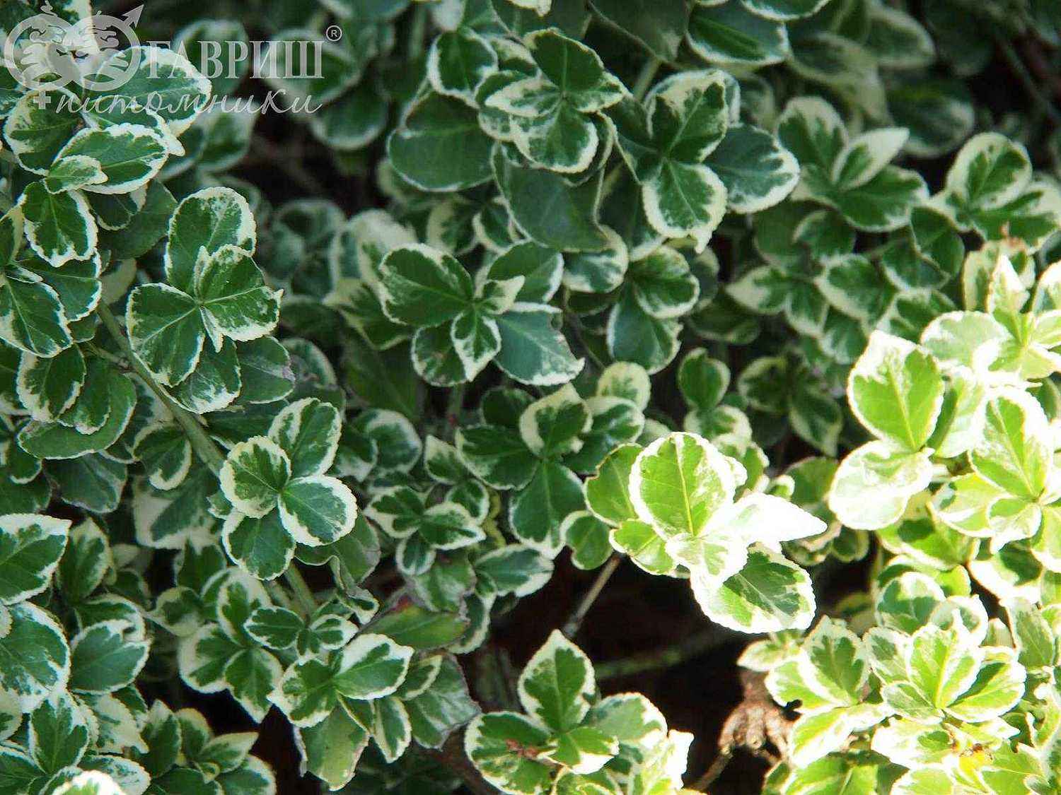 Бересклет Форчуна Emerald Gaiety