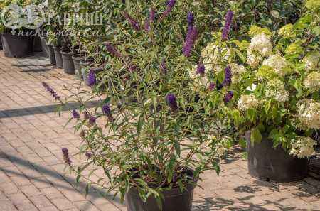 саженцы Буддлея Давида Black Knight