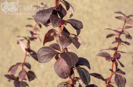 саженцы Барбарис Оттавский Superba