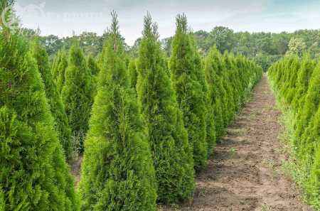 Купить туя западная кубанский изумруд деревья и растения