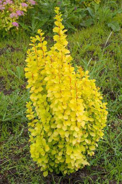 саженцы Барбарис Тунберга Maria