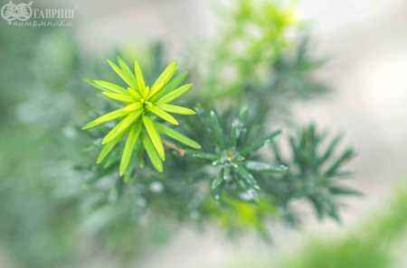 Купить тис средний hicksii деревья и растения