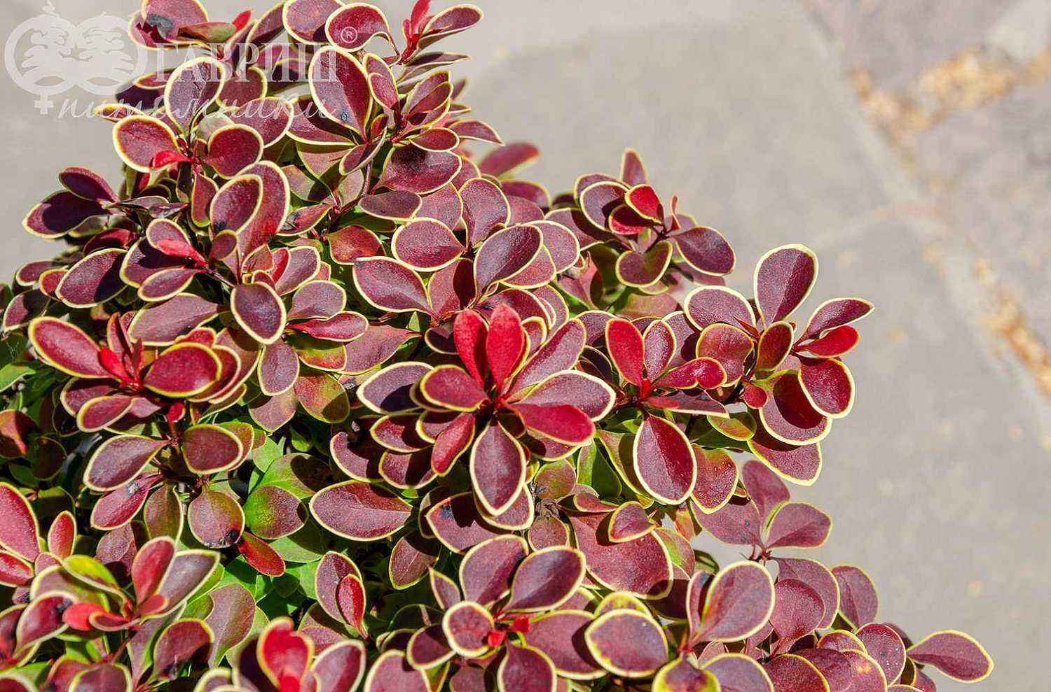 Барбарис Тунберга Admiration