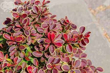 саженцы Барбарис Тунберга Admiration