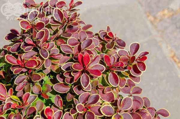 саженцы Барбарис Тунберга Admiration