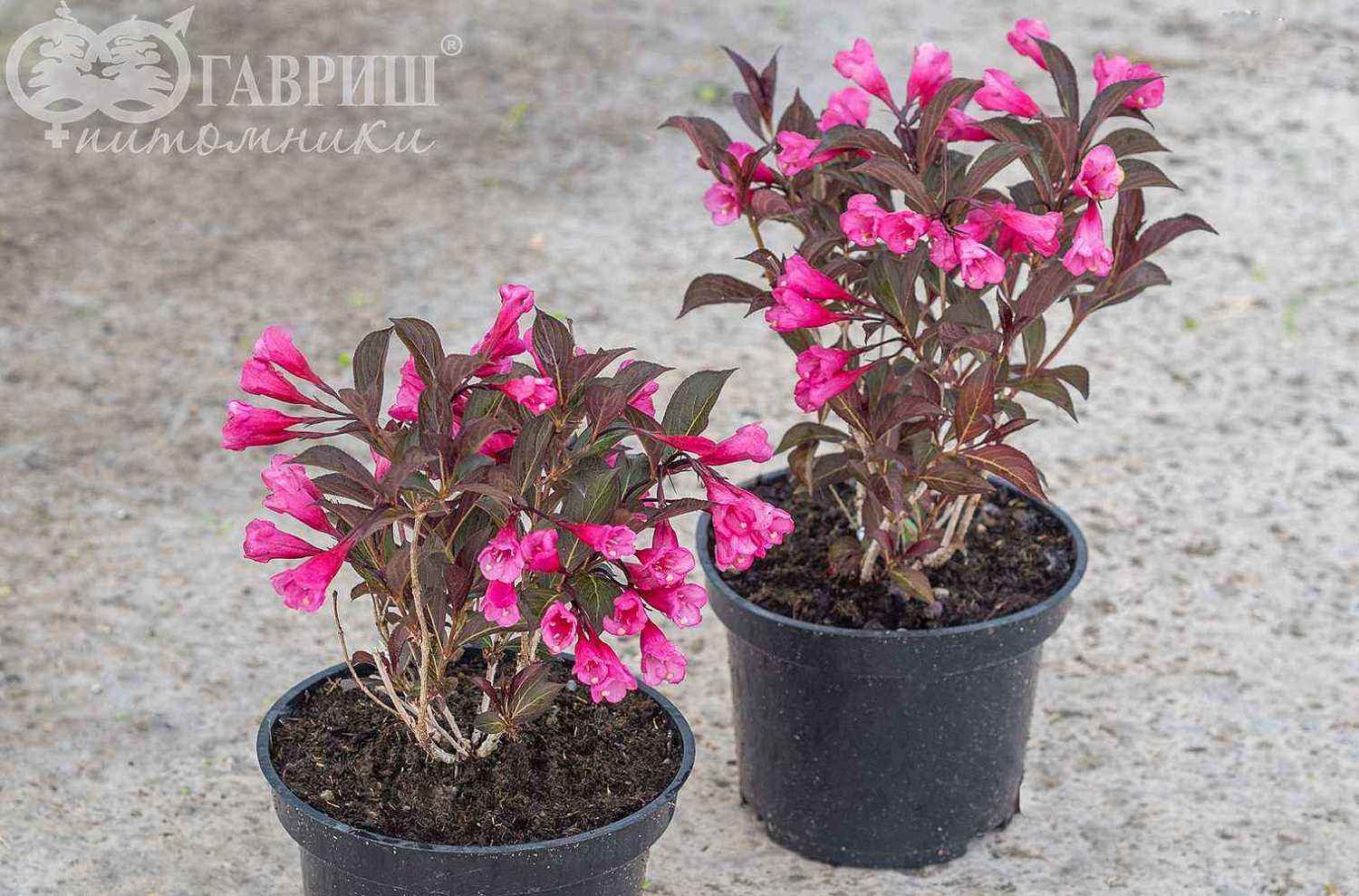 Вейгела цветущая Alexandra