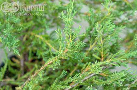 Купить можжевельник горизонтальный andorra compact деревья и растения