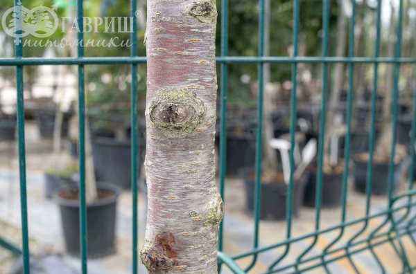 Саженцы вишня махровоцветковая (птичья) plena