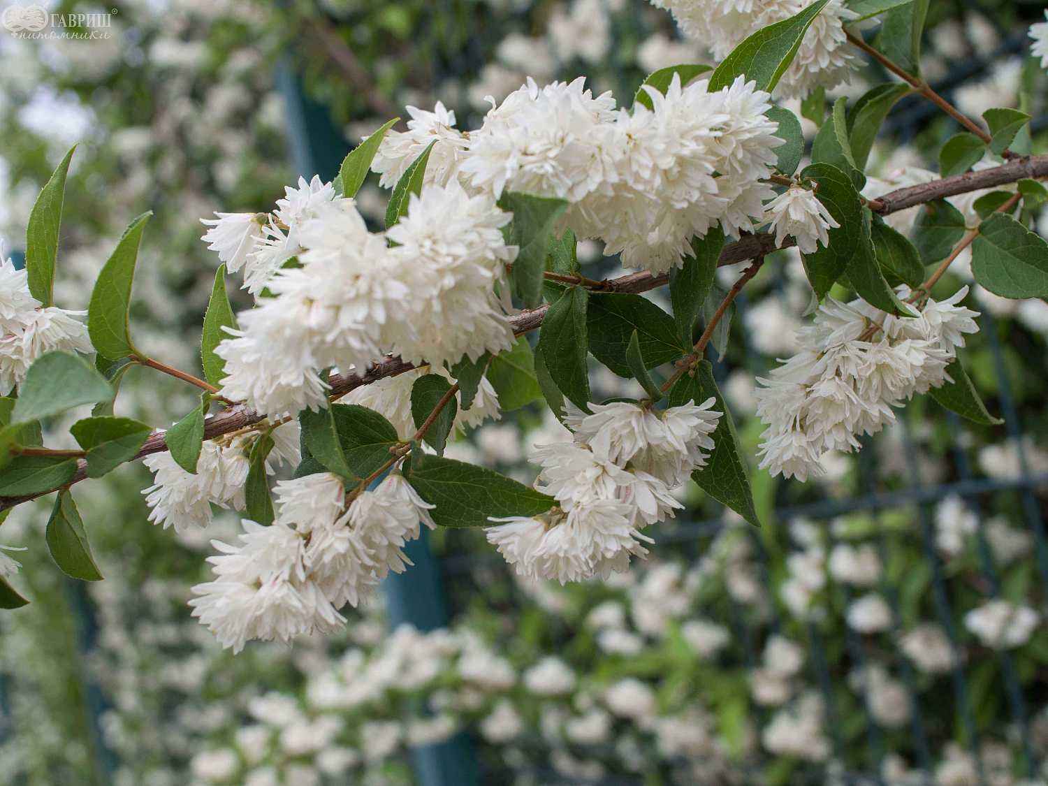 Дейция шершавая Candidissima