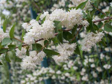 саженцы Дейция шершавая Candidissima