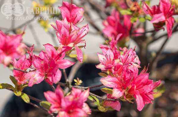 саженцы Азалия японская Kermesina