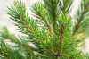 Сосна горная Ophir