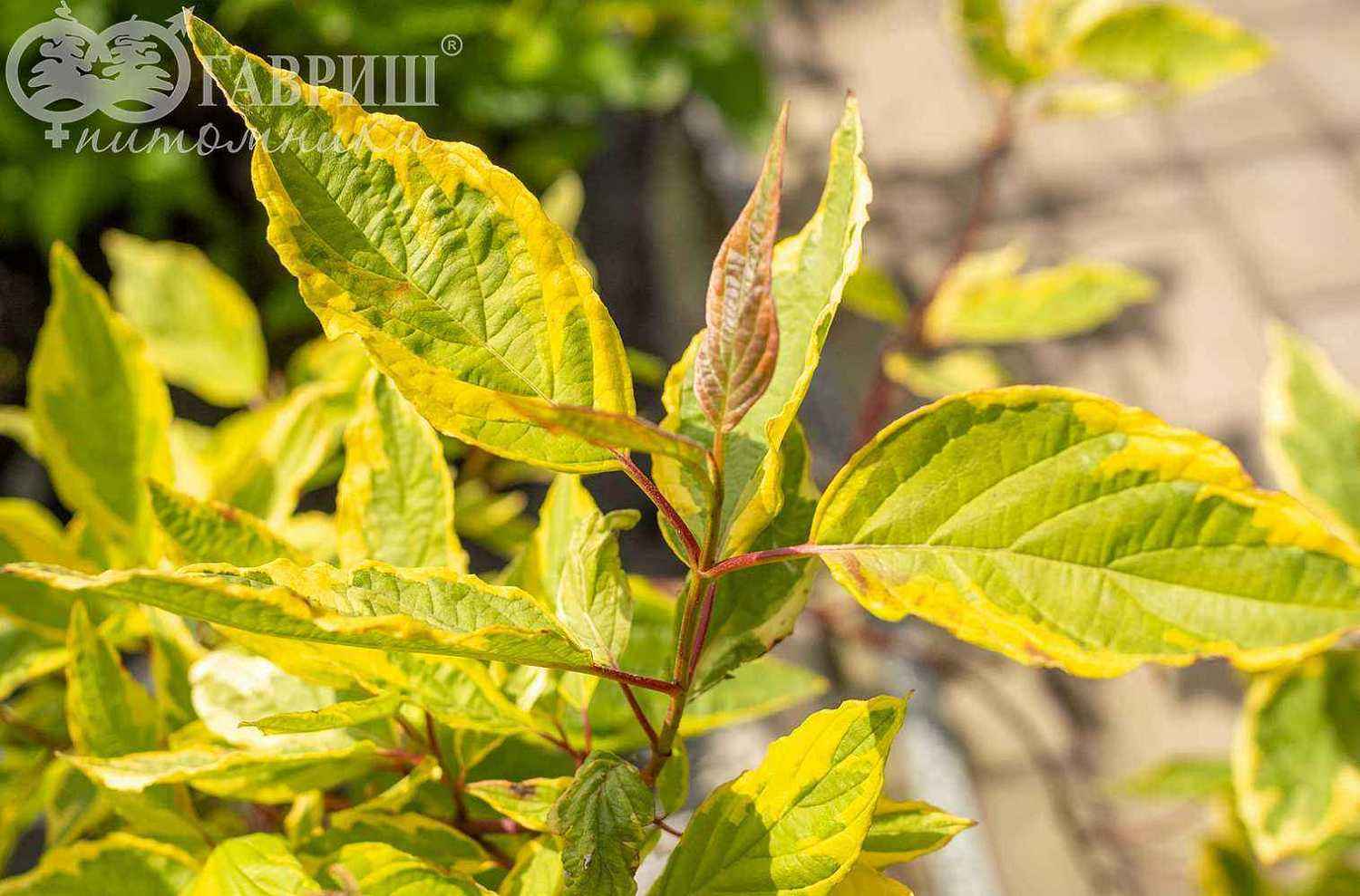 Дерен белый Spaethii