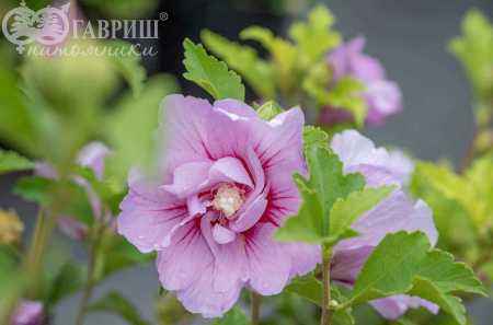 саженцы Гибискус сирийский Lavender Chiffon