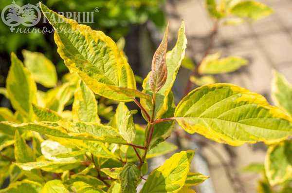 саженцы Дерен белый Spaethii