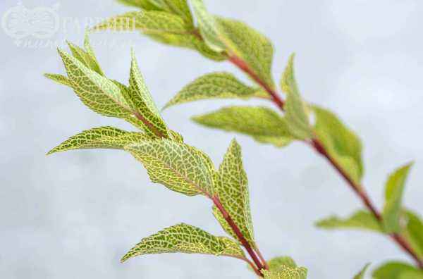 саженцы Форзиция промежуточная (корейская) Kumson