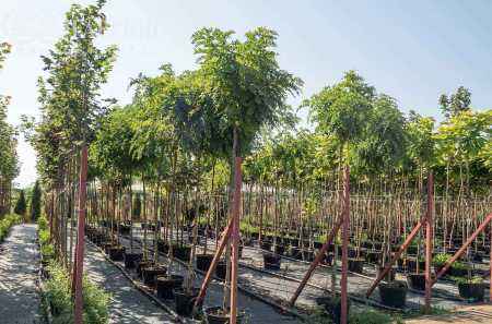 Саженцы робиния псевдоакация umbraculifera