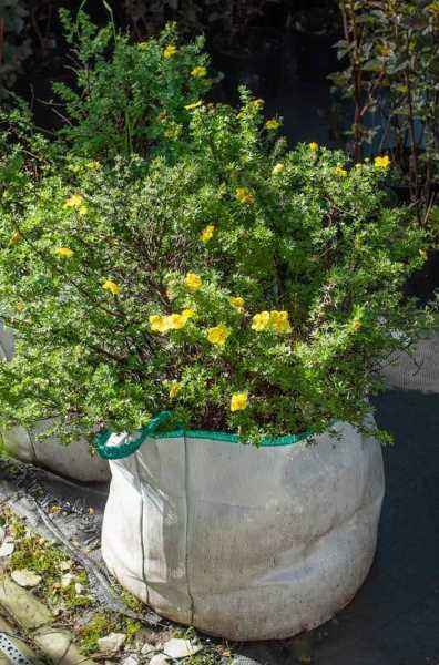 саженцы Лапчатка кустарниковая Hopleys Orange