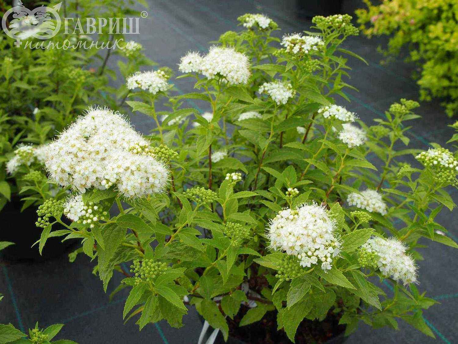 Спирея японская Albiflora