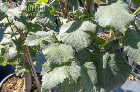 Саженцы липа крупнолистная fastigiata